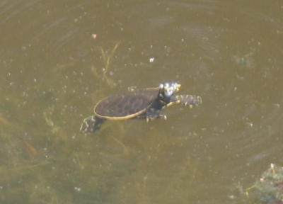 [The turtle is floating at the top of the brown water. Its shell is probably only about half the diameter of the junvenile's shell in the prior image. The dark spots on its shell aren't quite as visible as teh juvenile's because there is less space between the spots so there is less light color. The edge of the shell is yellow and a definite contrast to the dark body. The feet which are flat and almost flipper-like are dark with yellow around the edges and have several yellow zigzagged lines across them. The head is just above the water while the rest of the body is below the surface. There are a few plants visible under the water.]
